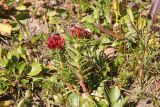 Rhodiola algida