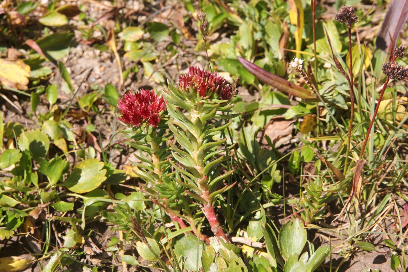 Изображение особи Rhodiola algida.