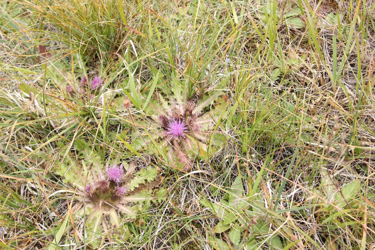 Изображение особи Cirsium esculentum.