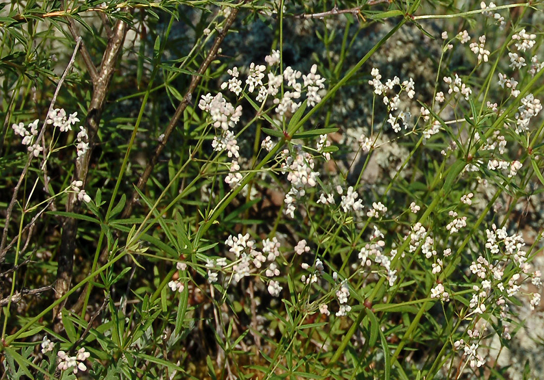 Image of Galium paniculatum specimen.