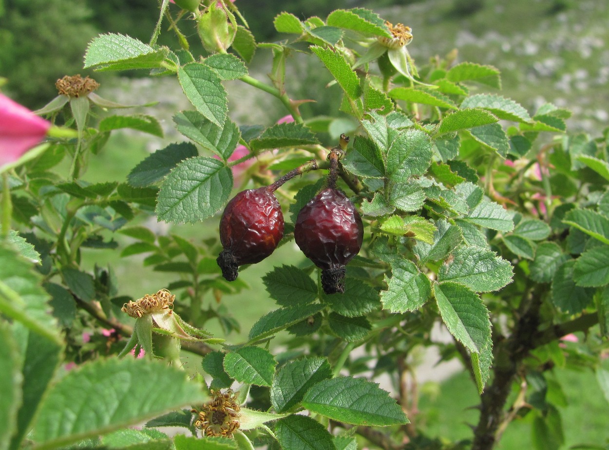 Image of genus Rosa specimen.