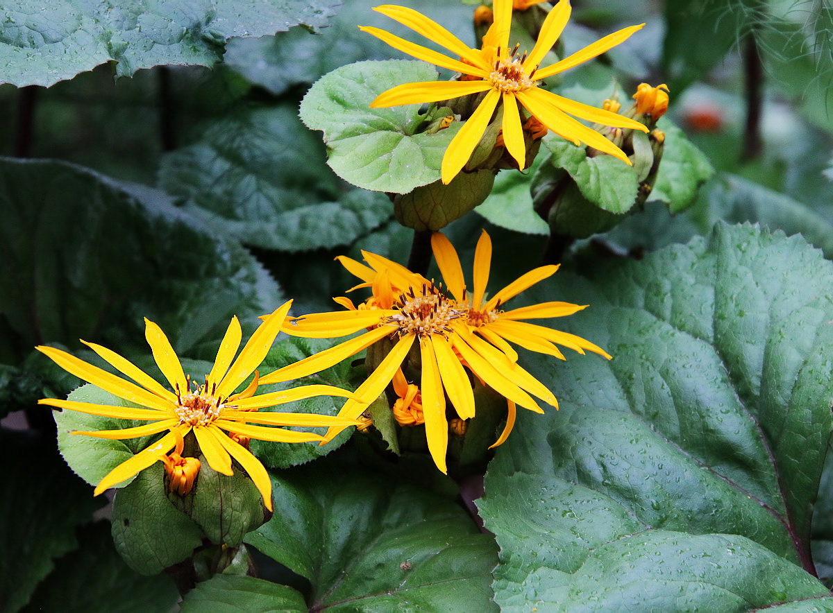 Изображение особи Ligularia dentata.