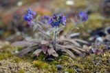 genus Myosotis. Цветущее растение. Чукотский автономный округ, остров Врангеля, бывш. пос. Звездный. 2 сентября.