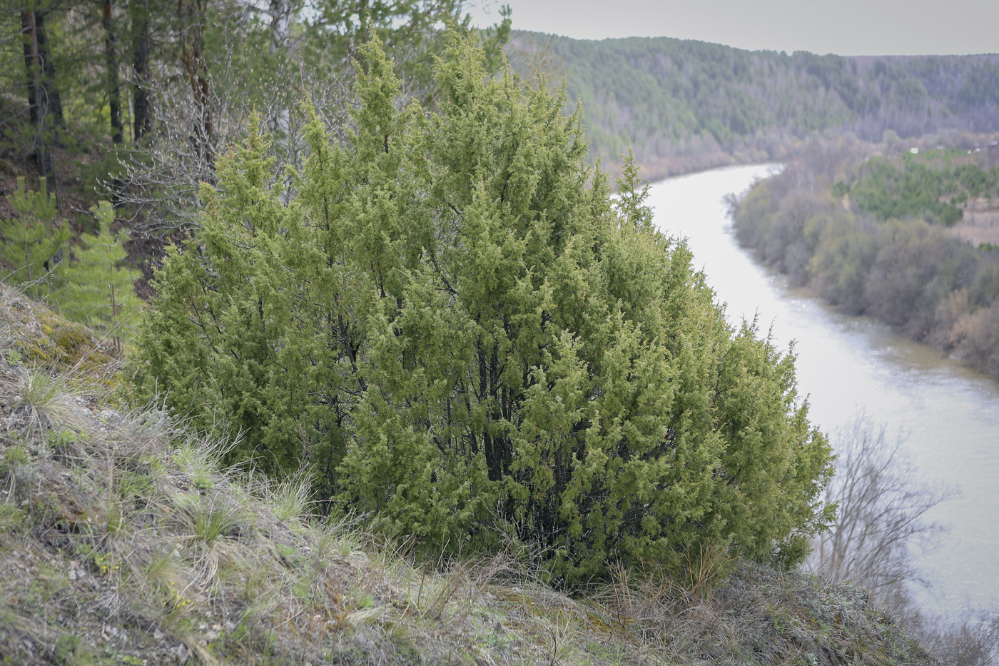 Изображение особи Juniperus communis.