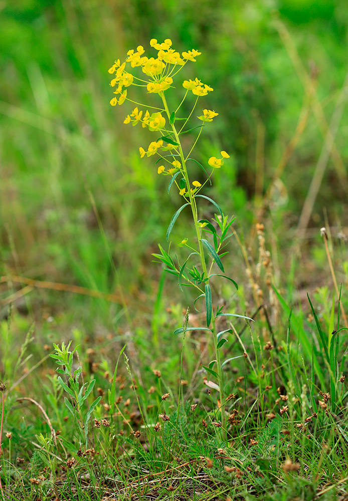 Image of Euphorbia virgata specimen.