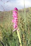 род Gladiolus. Соцветие. ЮАР, Драконовы горы, Mkhomazi Wilderness area, хр. между ручьями Kwantuba и Mkomazi, альпийский луг. 05.01.2008.