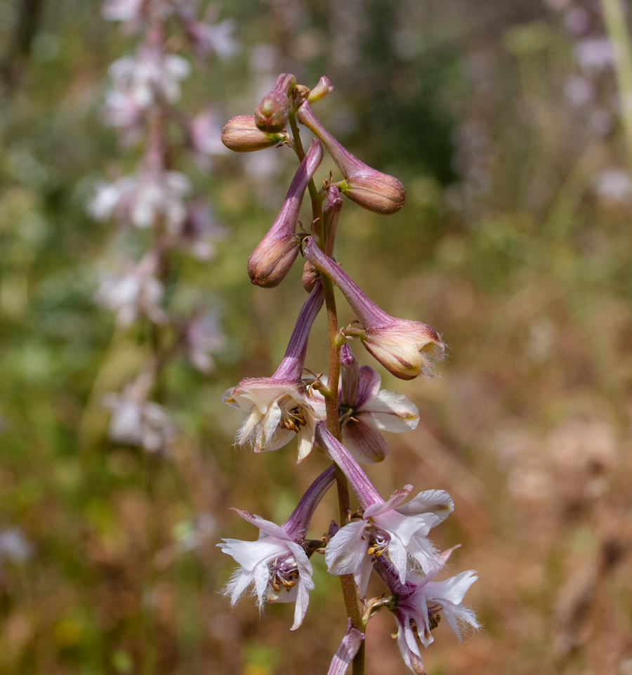 Image of Delphinium ithaburense specimen.