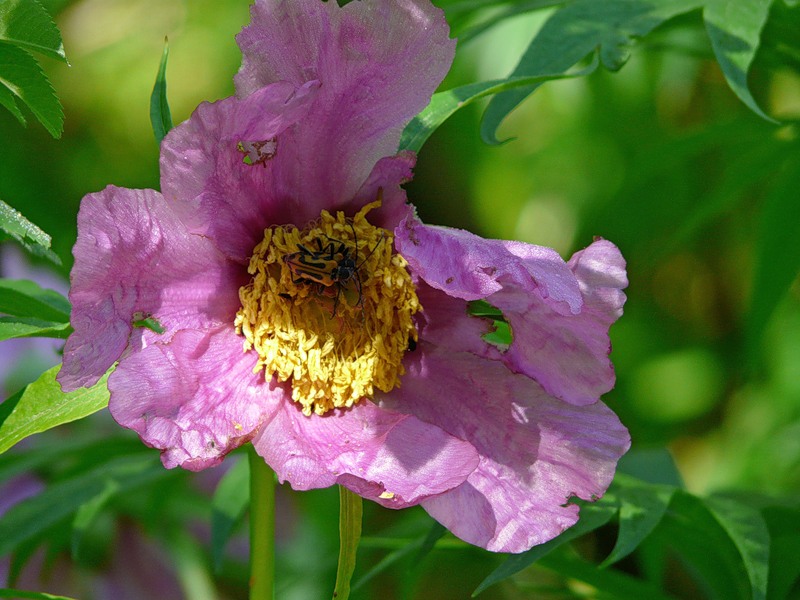 Изображение особи Paeonia anomala.