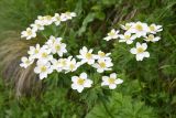 Anemonastrum fasciculatum