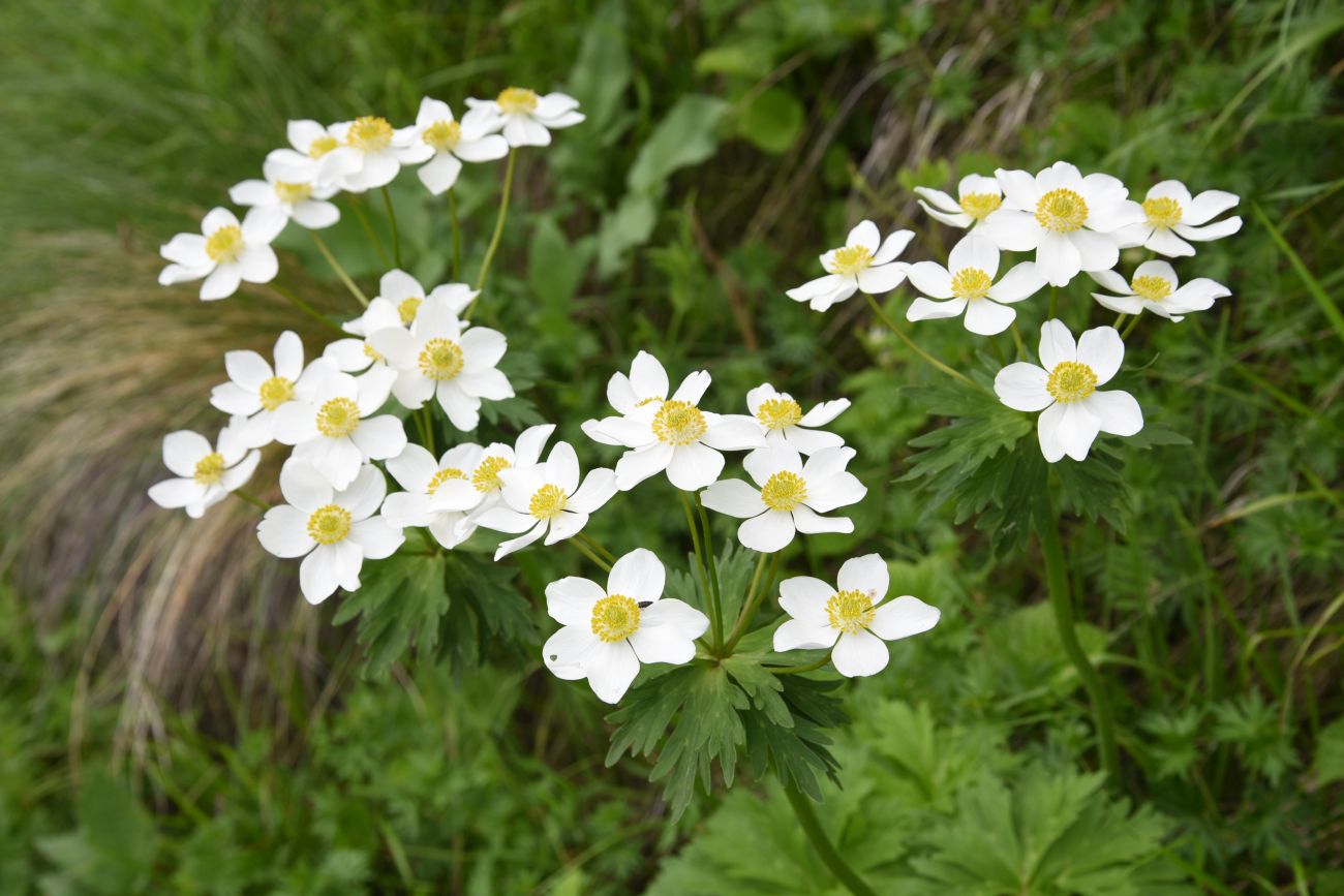 Image of Anemonastrum fasciculatum specimen.