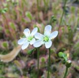 Drosera anglica