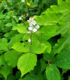 Rubus procerus