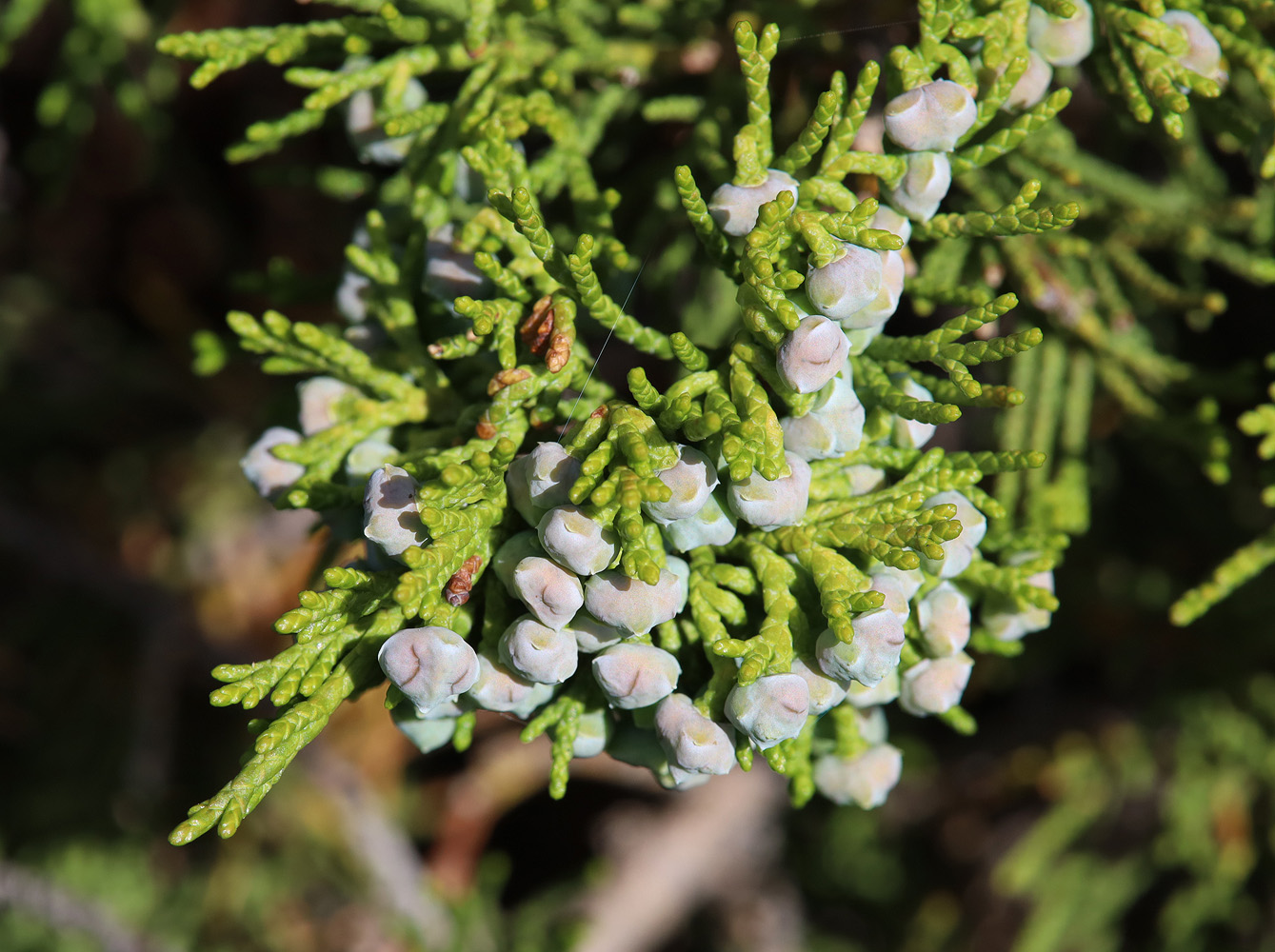 Image of Juniperus sabina specimen.