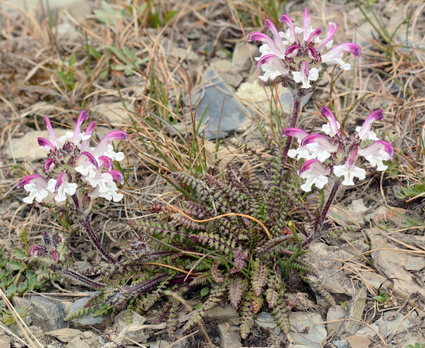 Image of Pedicularis cheilanthifolia specimen.