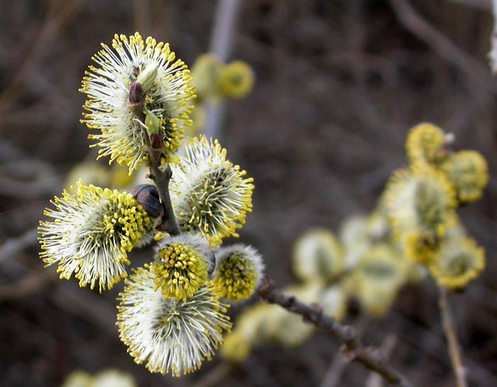 Image of Salix caprea specimen.