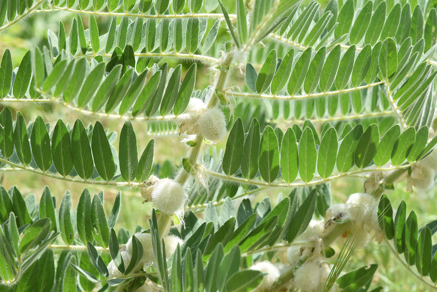 Изображение особи Astragalus sieversianus.