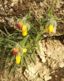 Onosma dichroantha