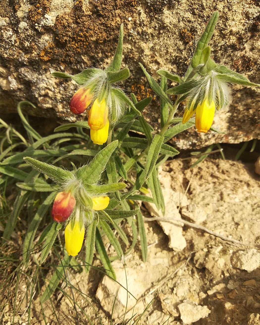 Image of Onosma dichroantha specimen.