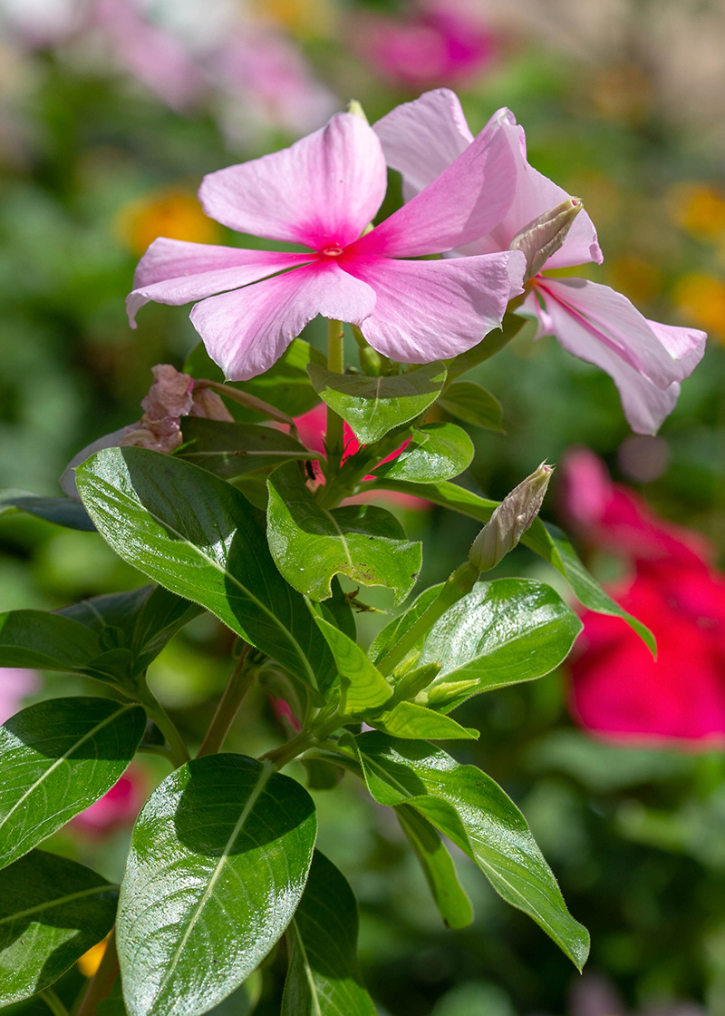 Изображение особи Catharanthus roseus.