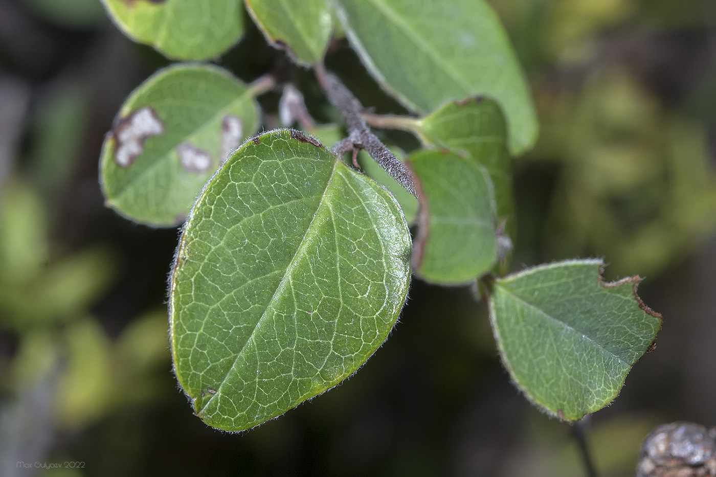 Image of Cotoneaster tauricus specimen.