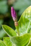 Catharanthus roseus. Бутон. Израиль, г. Бат-Ям, в культуре. 21.10.2022.