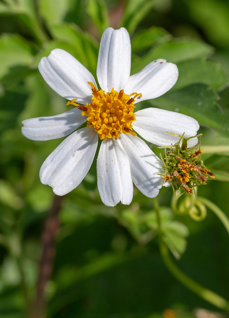 Image of Bidens pilosa specimen.