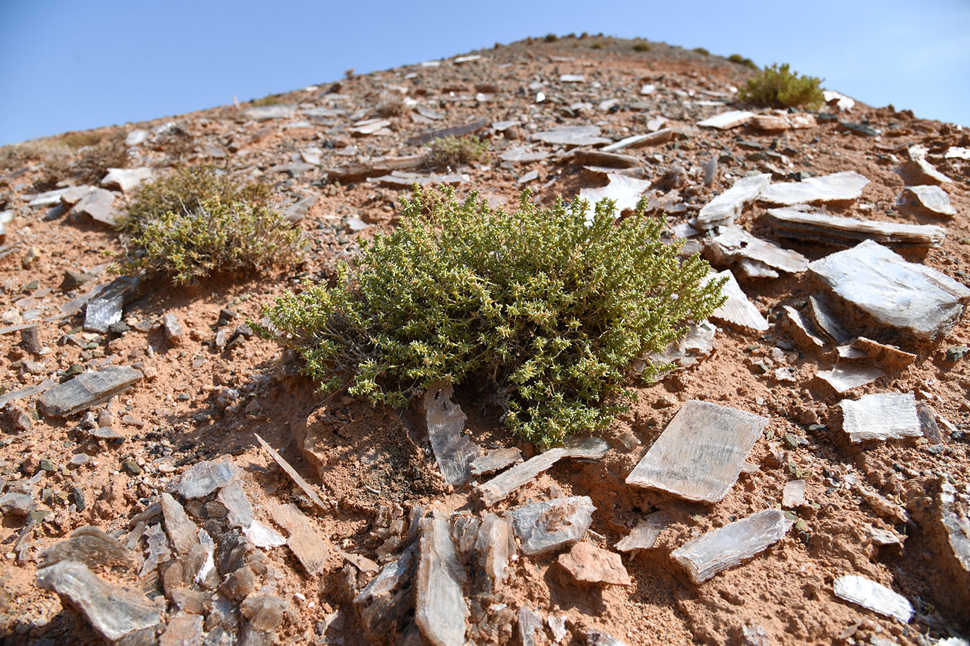 Image of Arthrophytum longibracteatum specimen.