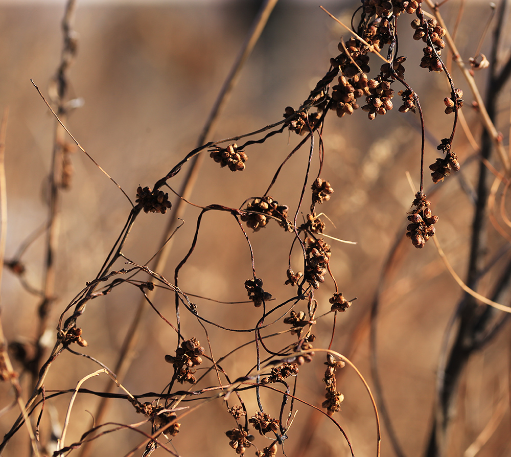 Изображение особи Cuscuta japonica.