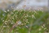 Avenella flexuosa. Соплодия. Кольский п-ов, Кандалакшский берег Белого моря, разреженный сосновый лес на песке. 19.07.2021.