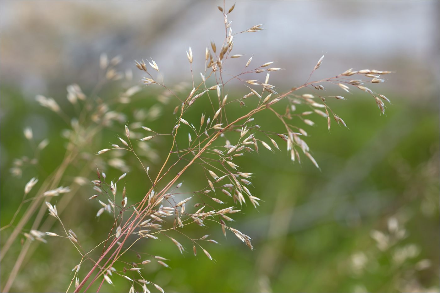 Image of Avenella flexuosa specimen.