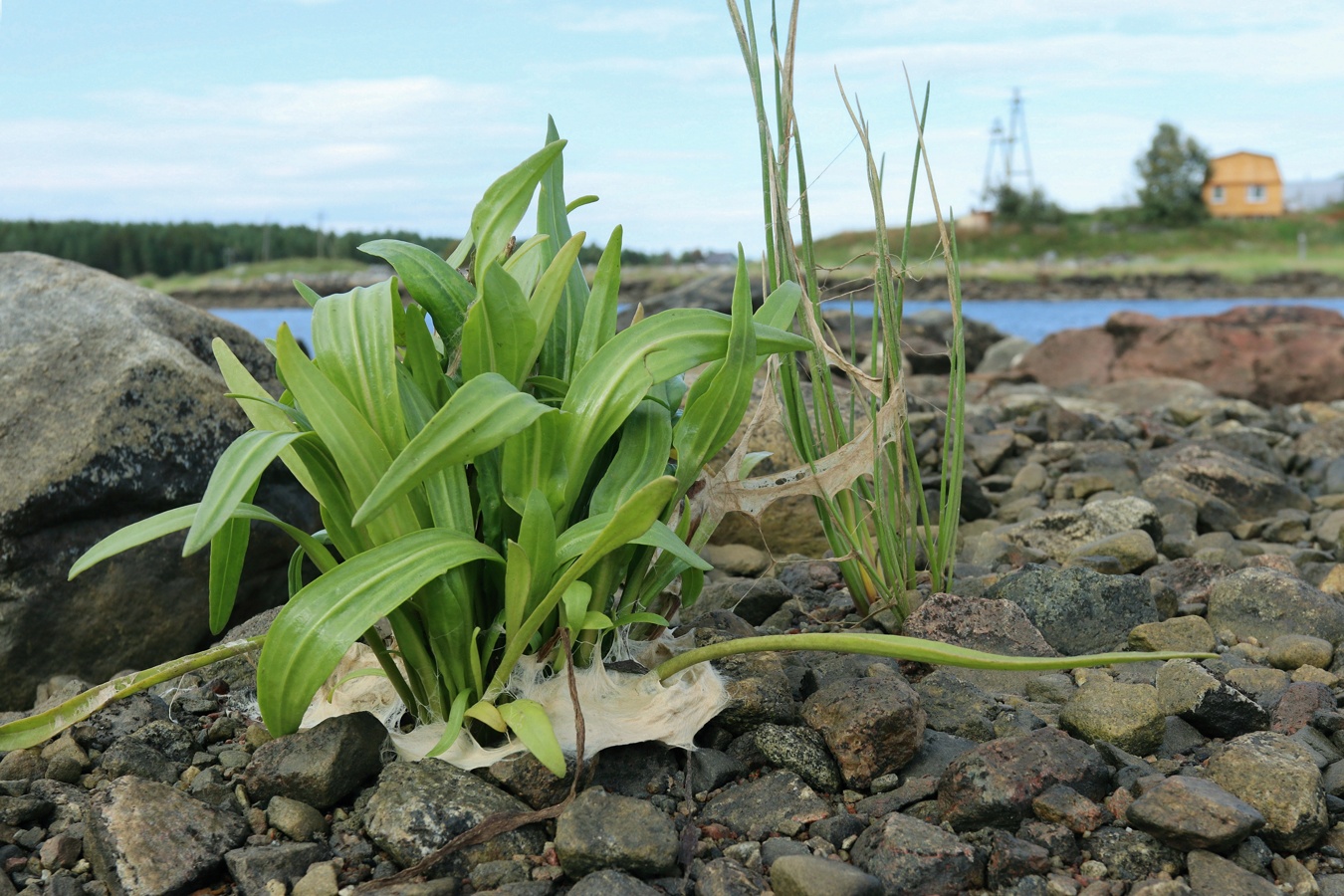 Image of Tripolium pannonicum ssp. tripolium specimen.