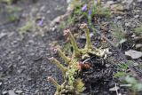genus Sempervivum. Растение с развивающимися соцветиями. Республика Ингушетия, Джейрахский р-н, окр. ур. Кязи, выс. 1900 м н.у.м, мелкощебнистый участок. 22 июля 2022 г.