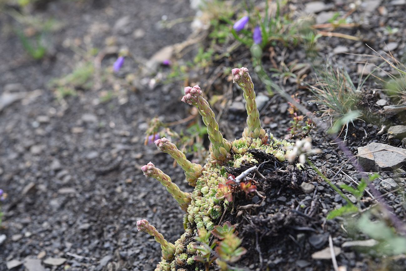 Image of genus Sempervivum specimen.