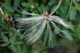 Dryas octopetala ssp. subincisa