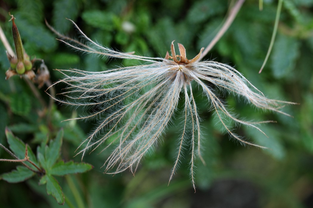 Image of Dryas octopetala ssp. subincisa specimen.