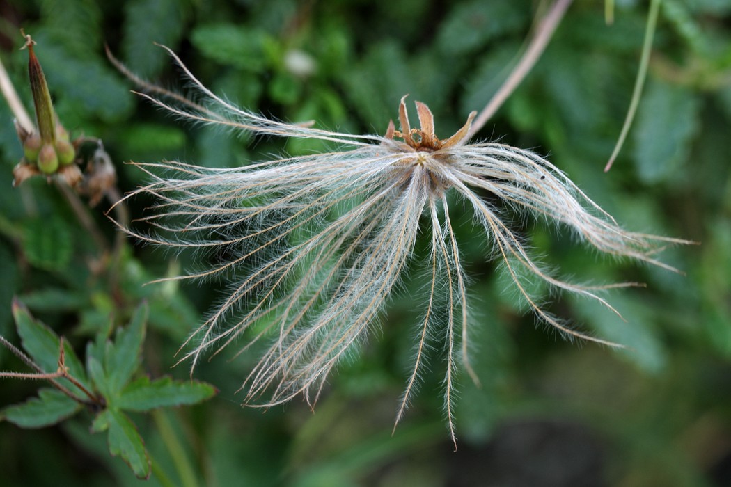 Изображение особи Dryas octopetala ssp. subincisa.