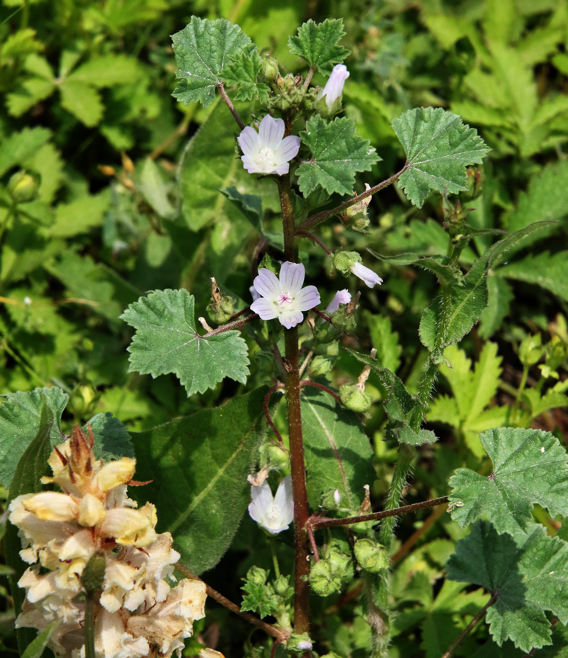 Изображение особи Malva neglecta.