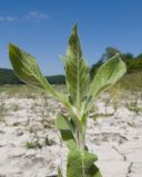 Epilobium hirsutum