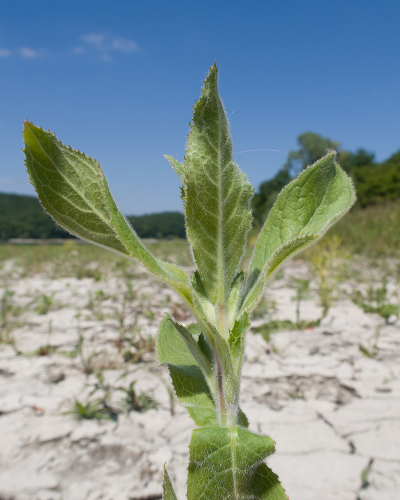 Image of Epilobium hirsutum specimen.