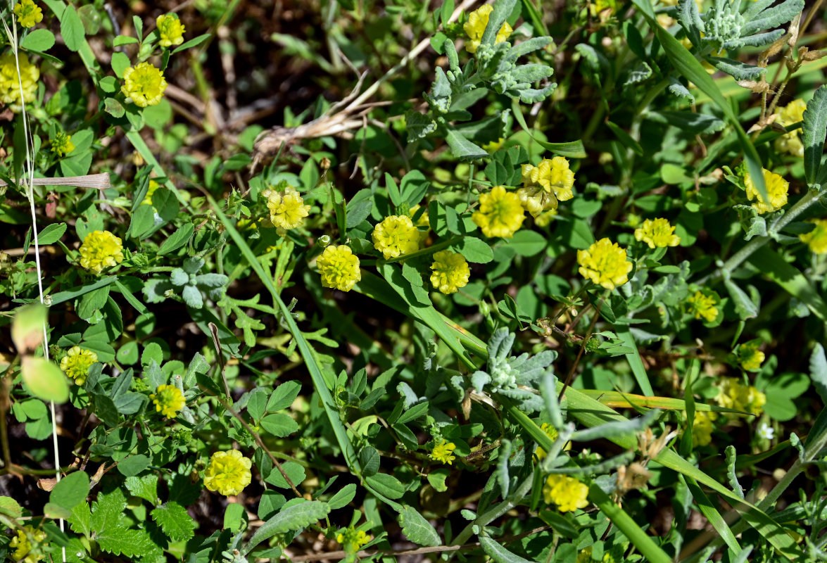 Image of Trifolium campestre specimen.