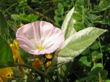 Convolvulus lineatus. Верхушка цветущего растения. Украина, Донецкая обл., Новоазовский р-н, севернее пос. Безыменное, балка Безыменная, петрофитная степь. 06.06.2010.