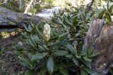 Rhododendron caucasicum. Зацветающее растение. Карачаево-Черкесия, Зеленчукский р-н, окр. пос. Архыз, долина р. София, поляна Ледниковая Ферма, у реки, по краю хвойно-берёзового леса. 12.06.2021.