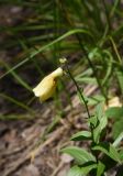 Digitalis grandiflora. Верхушка цветущего растения. Челябинская обл., Кыштымский городской округ, окр. скалы Крылья Дракона, сосново-берёзовый лес. 4 июля 2023 г.