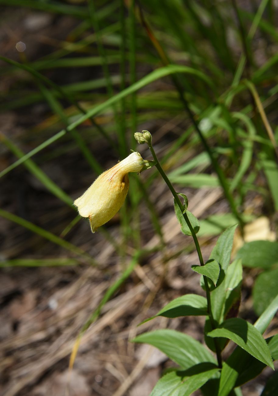 Image of Digitalis grandiflora specimen.