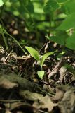 Polygonatum multiflorum