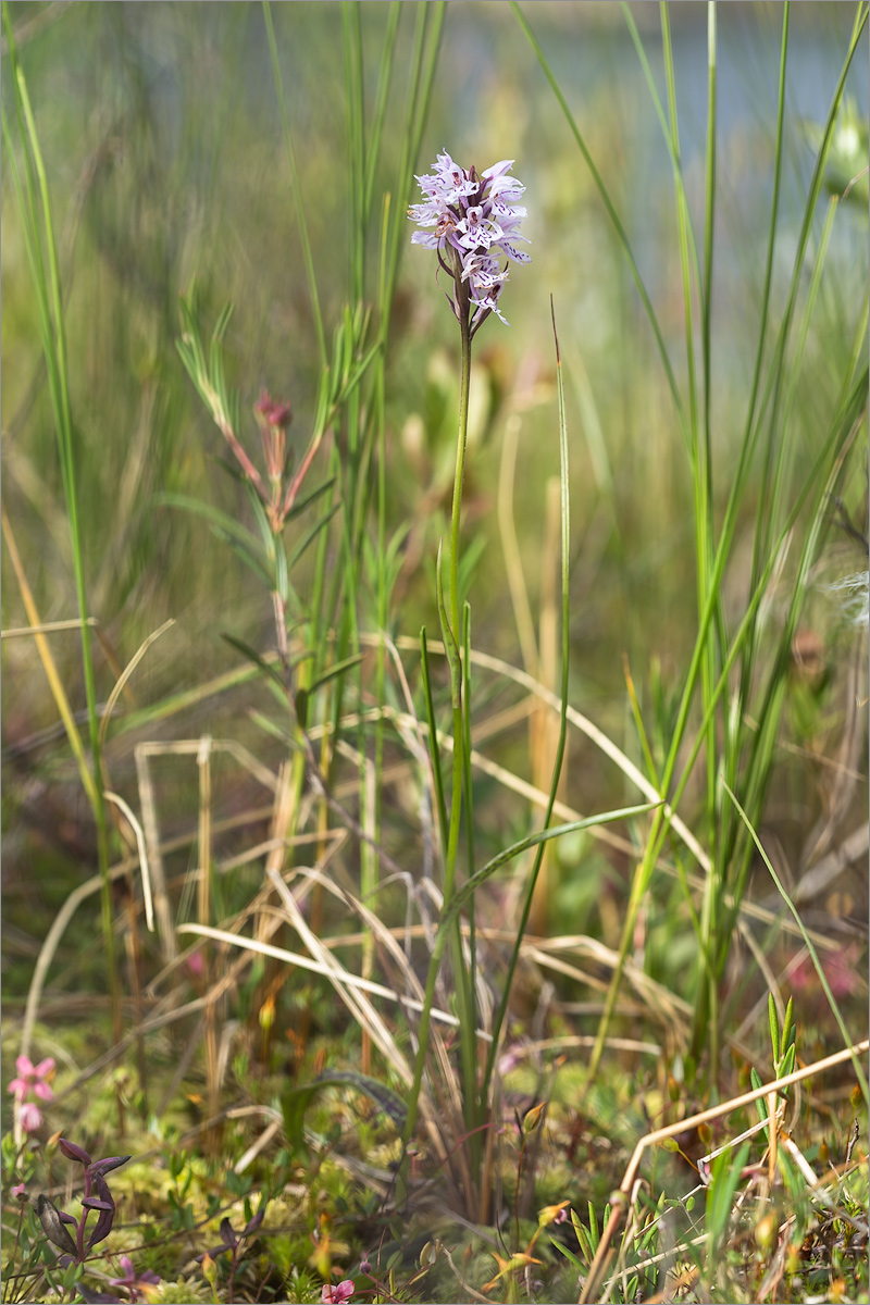 Изображение особи Dactylorhiza psychrophila.