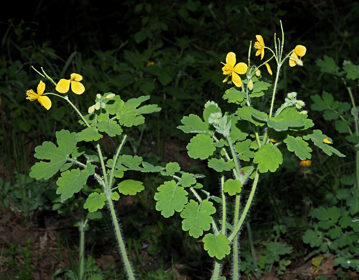 Image of Chelidonium majus specimen.