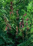 Osmunda regalis