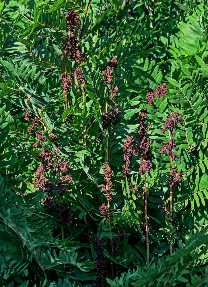 Image of Osmunda regalis specimen.