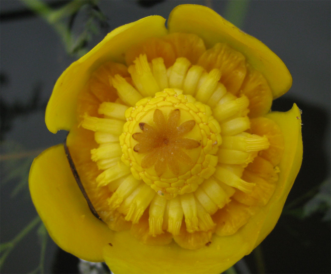 Изображение особи Nuphar lutea.